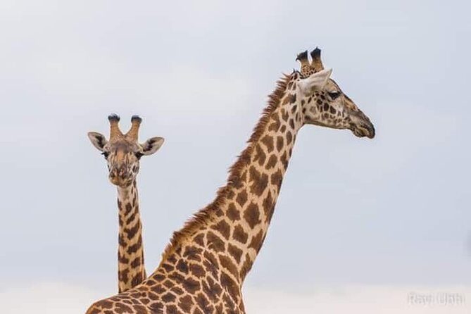1 Day tour of Lake Nakuru National Park - What Makes This Tour Stand Out