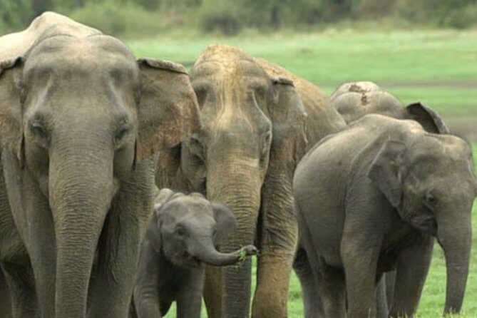 1 Day tour to Yala National Park or Udawalawe National Park - Pricing and Value Analysis