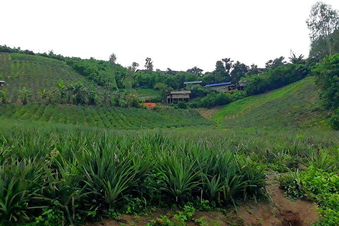 1 Day Trekking Group Tour With Bamboo Cooking / Chiang Rai - Analyzing the Value