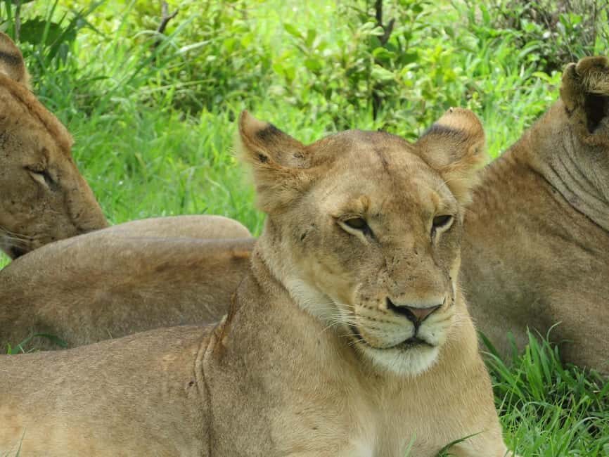 1-Day trip adventure to Mikumi Park from Zanzibar by flight - Value and Practicality