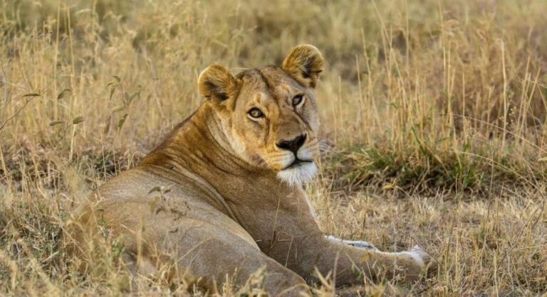 1-Day trip experience from Zanzibar to Mikumi Park by flight - What’s Included and Why It Matters