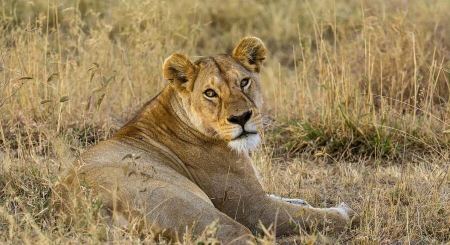 1-Day trip experience from Zanzibar to Mikumi Park by flight - What’s Included and Why It Matters