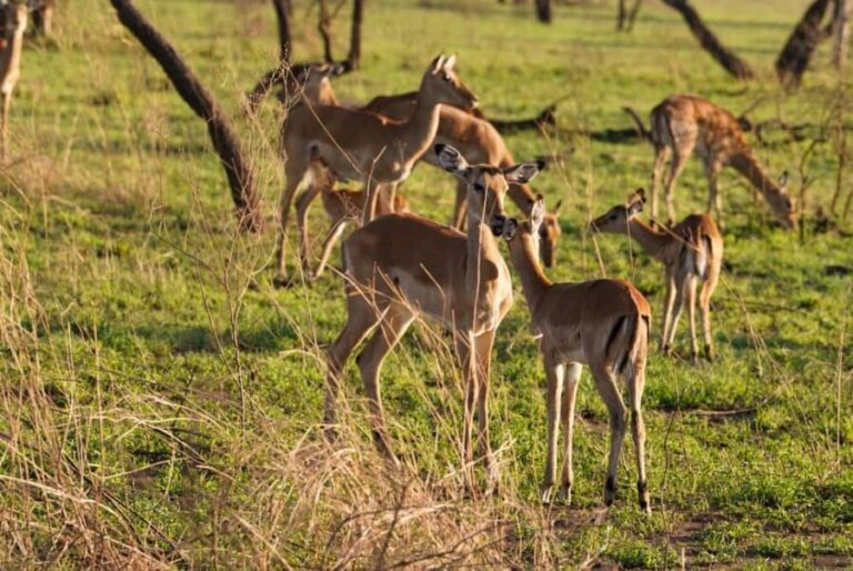 1 Day Trip Lake Manyara National Park - Whats Included & Whats Not