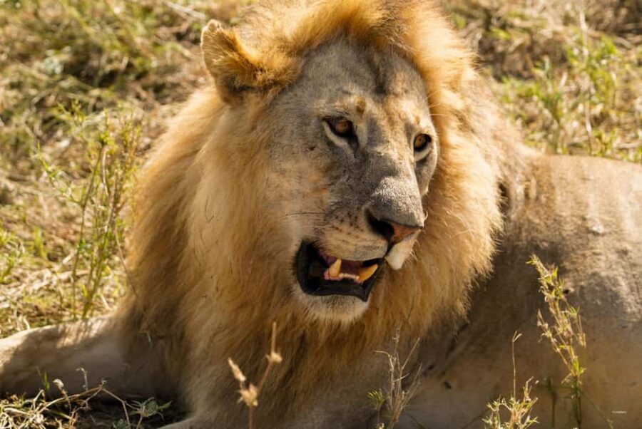 1 Day Trip Tarangire National Park - What Travelers Are Saying