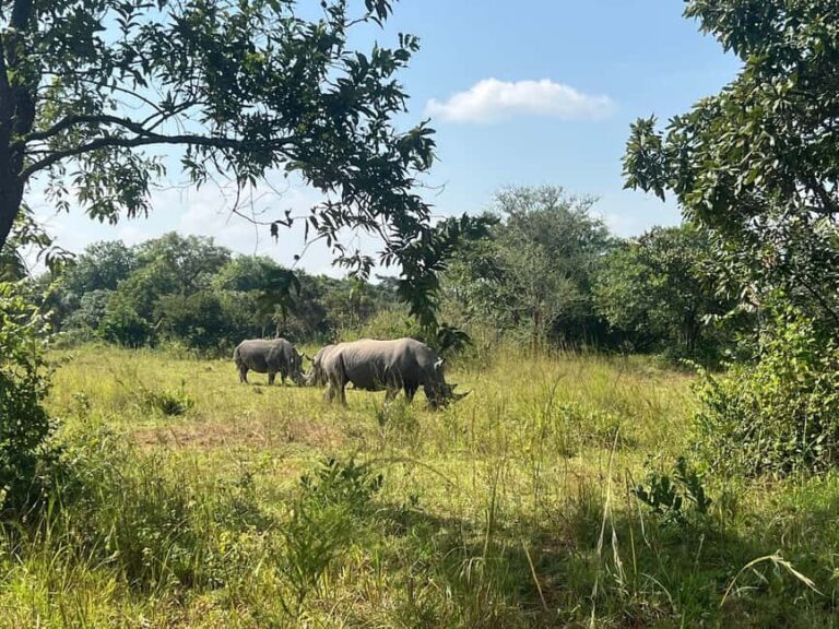 1 day trip to Ziwa Rhino sanctuary - The Experience Provider: Bantu bo Uganda Tours and Travel