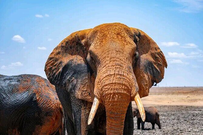 1 Day Tsavo East Safari Discovery of Kenya's Wildlife - What Makes This Tour Stand Out?