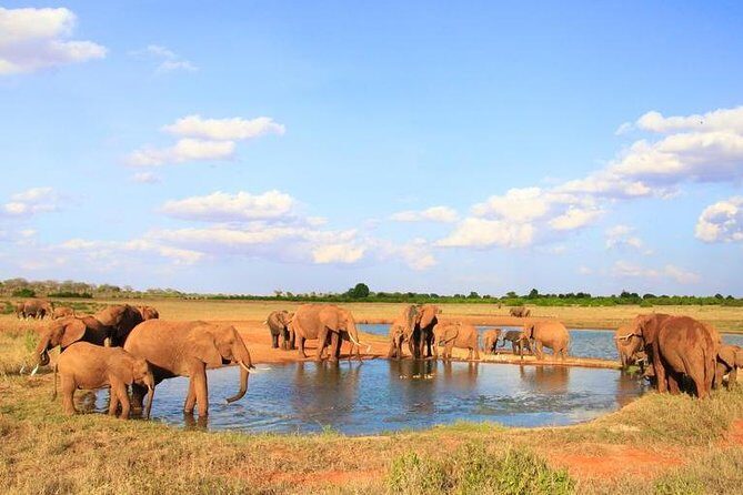 1-Day Tsavo East Safari From Mombasa - Authentic Experiences and Traveler Feedback