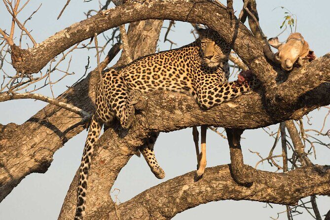 1 Day Tsavo East Safari ( Minimum 2 Pax) - The Experience: What to Expect