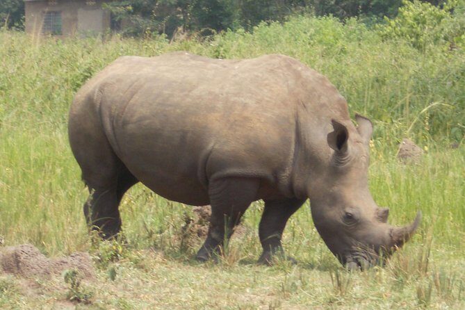 1 Day ziwa Rhino tracking trip - Key Points