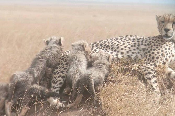 1 Daytrip Amazing to Ngorongoro Crater from Arusha or Moshi - An In-Depth Look at the Ngorongoro Crater Day Trip