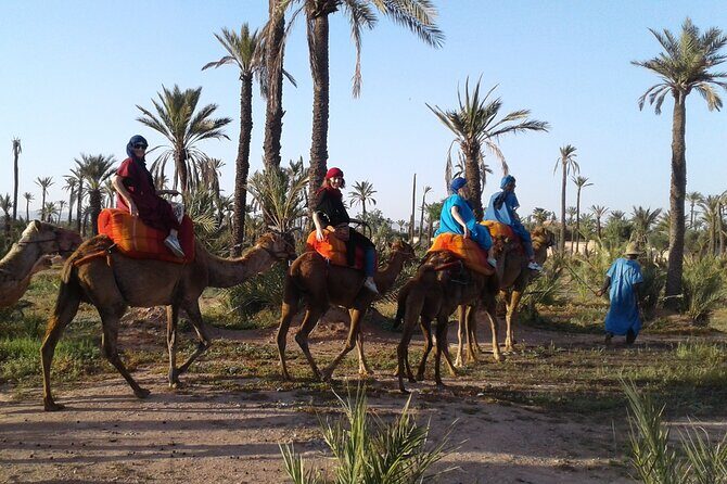 1-Hour Camel Ride in La Palmeraie Marrakech with Hotel Pick up - Who Will Love This Tour?