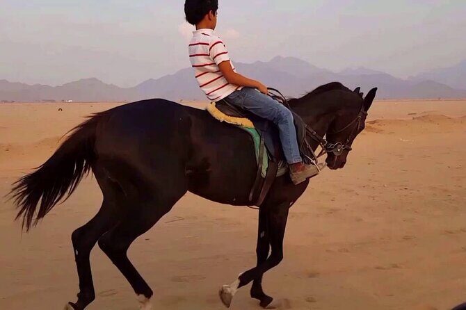1 Hour Turkish Bath & 1 Hour Horseback Riding - Sharm El Sheikh - Why This Tour Works Well