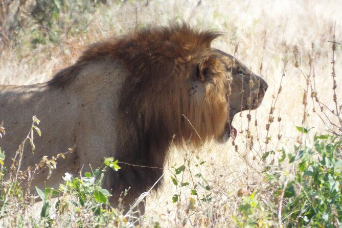 1 Night / 2 days at Mikumi National Park - Transportation & Guides: Keys to a Smooth Experience