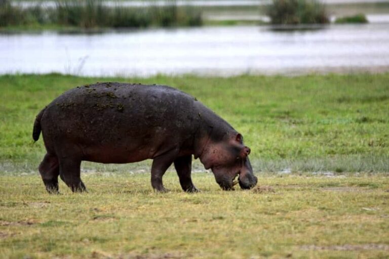 1-night 2-days safari from Zanzibar to Nyerere NP by flight - What’s Included and What’s Not