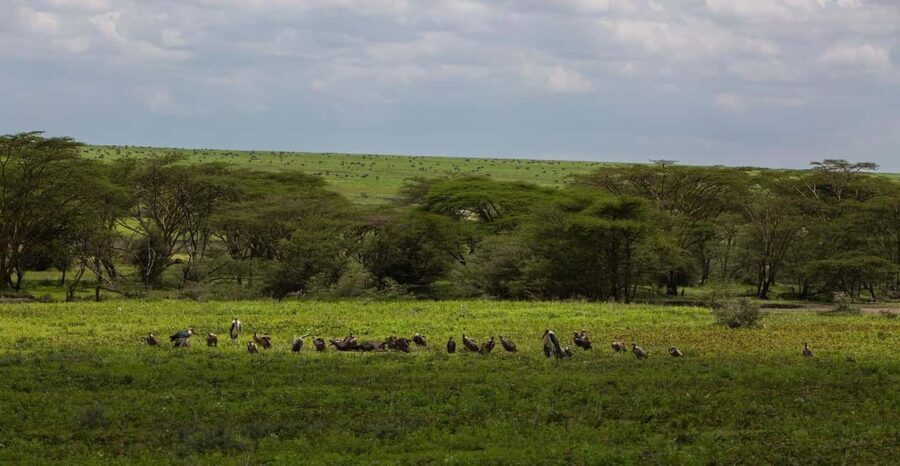 1-Night 2-Days to Mikumi from Dar-es-Salaam by luxury train - The Mikumi National Park Experience