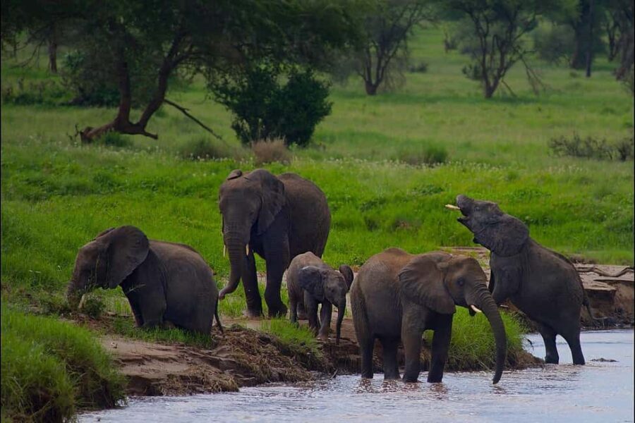 1-night 2-days to Mikumi NP from Dar-es-Salaam by luxury car - Entering Mikumi National Park: What to Expect