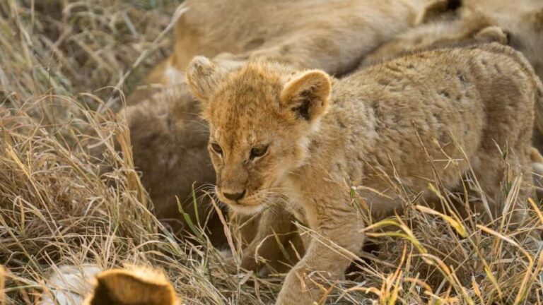 1 Night Mikumi Adventure safari From Dar es Salaam - What to Expect: Breakdown of the Tour