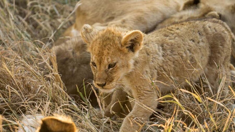 1 Night Mikumi Adventure safari From Dar es Salaam - What to Expect: Breakdown of the Tour
