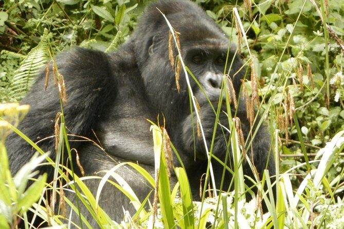 10 Day Best of Uganda Adventure Safari - Practicalities and Value