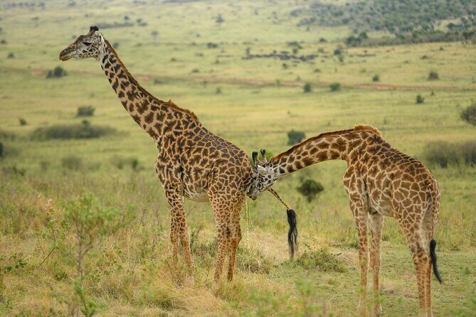 10 Day Bush and Beach Safari in Nairobi - What We Love About This Tour