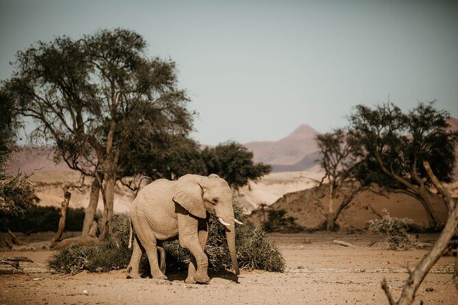 10 Day Discover Namibia Small Group Safari - What Makes This Tour Truly Stand Out