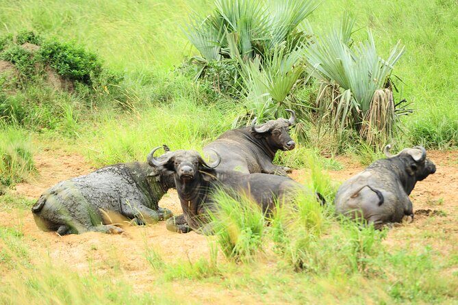 10 Day Gorilla Chimps and Big 5 Safari - The Sum Up