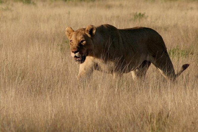 10-Day Namibia Highlights Guided Tour from Windhoek - FAQs