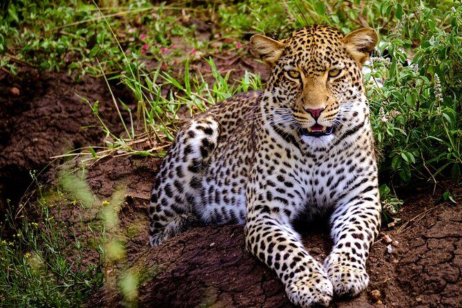 10-Day Predators Tanzania Safari Luxury Package - Guides, Lodging & Transportation