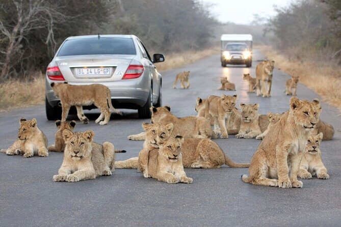 10-Day Private Tour Johannesburg to Cape Town - What Travelers Say