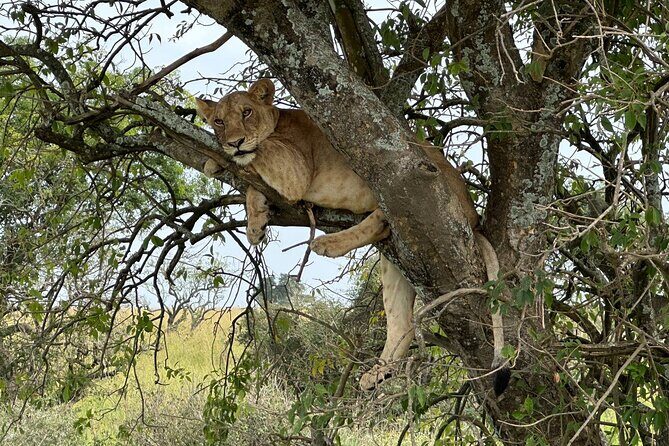 10 Day Uganda Memorable Lifetime Gorilla and Chimpanzee Safari - The Sum Up: Is This the Right Trip for You?