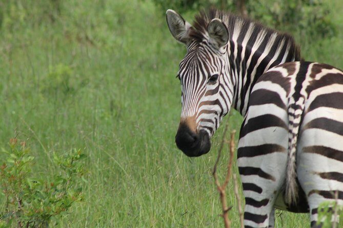 10-Day Wildlife Big 5, Murchison Falls and Gorilla Safari - Transportation and Logistics: Why They Matter