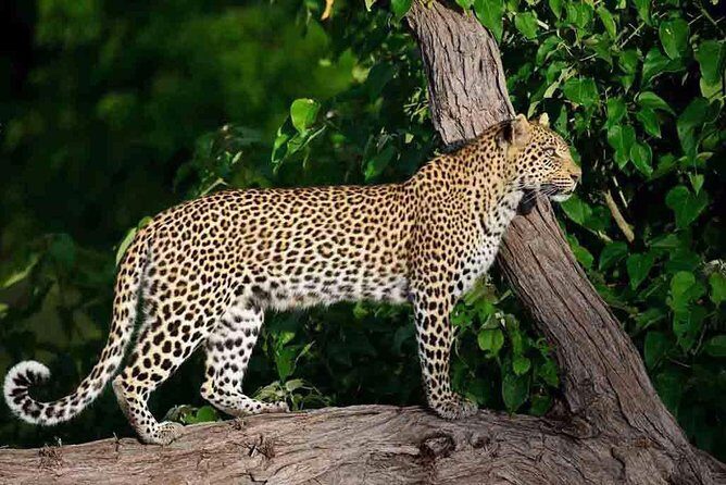 10 Day Zimbabwe and Chobe NP Tour - Additional Practical Details