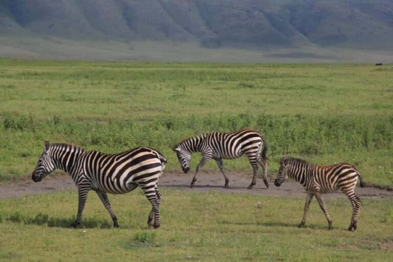 10 Days 9 Nights Best of Tanzania Luxury Safaris - Staying in Style: Accommodations and Comfort