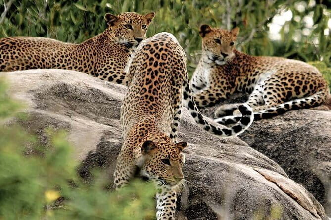 10 Days/ 9 Nights - Heritage Wildlife and Waves in Sri Lanka - Transportation, Pacing, and Value