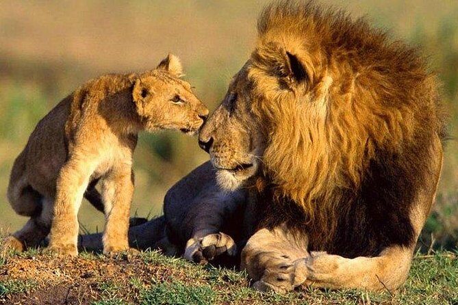 10-Days Explore Kenya Wildlife Private Safari - Who Should Consider This Safari?