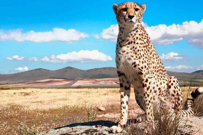 10 days family safari Tanzania - Analyzing the Value