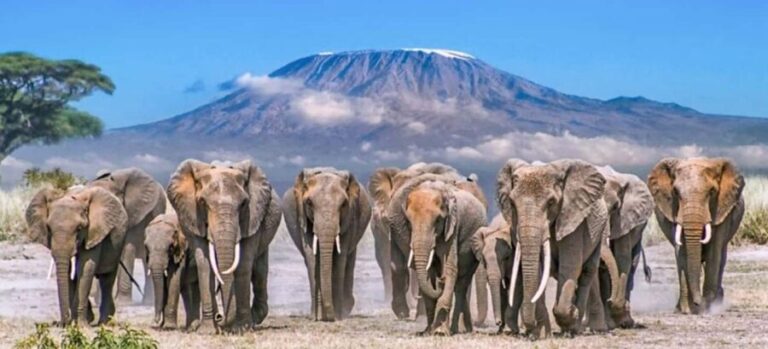 10 Days Kenya Big Five Classic Safari Adventure on 4x4 Jeep - Who Will Love This Safari?