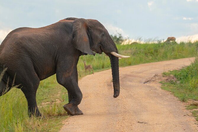 10 Days Private Uganda Safari with Pick-up - The Value of This Tour