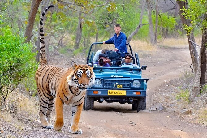 10 Days Rajasthan & Golden Triangle with Tiger Safari Tour by Car - The Real Benefits for Travelers
