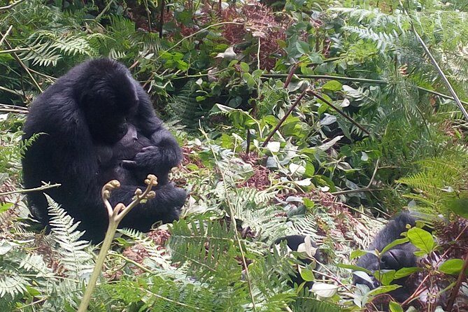 10 Days Uganda Gorilla & Chimpanzee Trekking Safari - Why This Tour Is a Great Choice