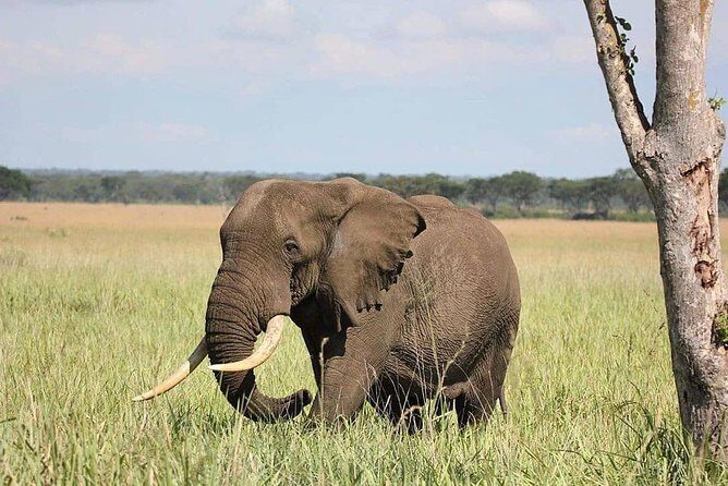 10 Days Uganda Gorilla, Chimpanzee & Wildlife Safari - Exploring the Itinerary: What Makes Each Day Special