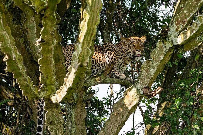 10-Days Uganda Gorillas and Chimpanzee Wildlife Discovery - Transport, Comfort, and Logistics