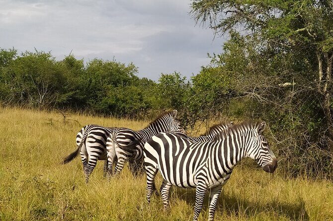 10 Days Uganda Safari with Gorillas - The Itinerary: Step-by-Step