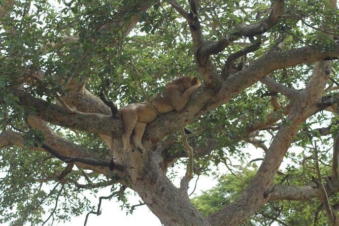 11-Day African Big 5 with Gorilla Trekking Safari in Uganda. - Who Is This Tour Best For?