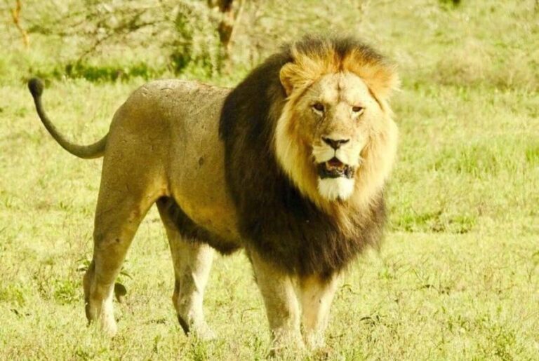 11 Day Cape Town, Kruger NP, Victoria Falls and Chobe NP - The Practical Side: What Matters to Travelers