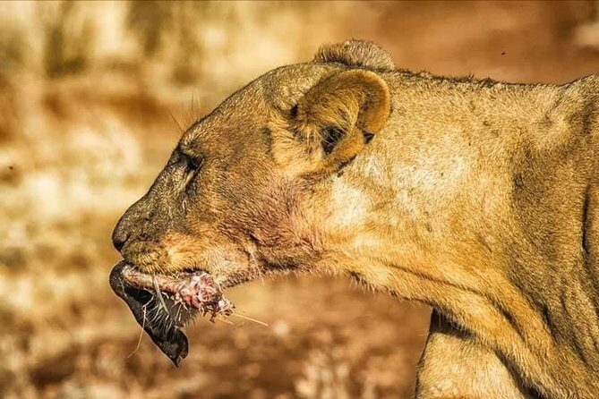 11-Day Serengeti, Maasai Mara, Tarangire, Amboseli Park - The Itinerary in Detail: What to Expect Each Day