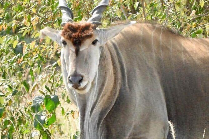 11-Day Wildebeest Migration Serengeti, Mara, Ngorongoro Crater. - FAQ