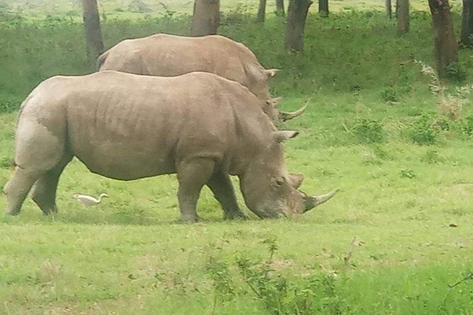 11 Days Guided Group Safari in Kenya And Tanzania - Considerations and Caveats