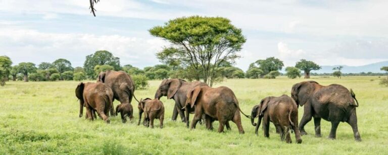 11 Days Kenya Safari Exploration on 4x4 Landcruiser Jeep - What’s Included and What’s Not