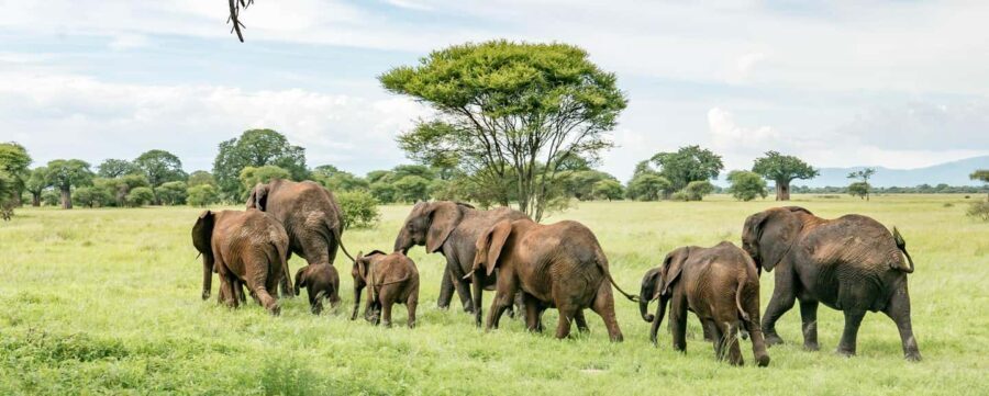 11 Days Kenya Safari Exploration on 4x4 Landcruiser Jeep - What’s Included and What’s Not